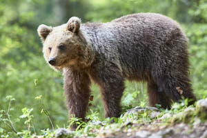 Ours brun<br>NIKON D4, 500 mm, 7200 ISO,  1/500 sec,  f : 5.6 